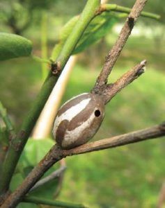 イラガの繭　毛虫で毒がある種類は？写真