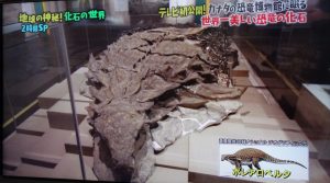 マツコの知らない世界6.6世界で最も美しいカナダの博物館にある化石とは？