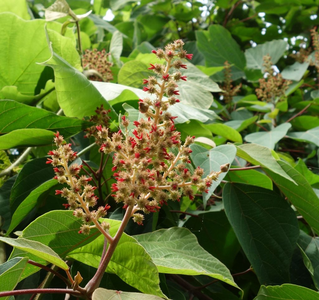 赤芽柏の雌花　受粉後