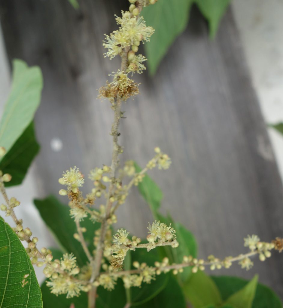 赤芽柏の雄花